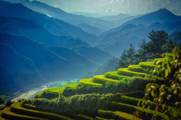 Campos Arroz Terraços Com Pinheiros Cang Chai Yenbai Vietnã — Fotografia de Stock