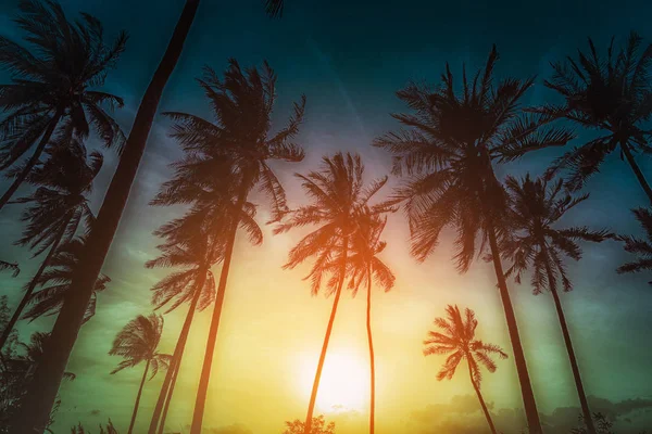 Силуэт Кокосовые Пальмы Пляже Закате Винтажный Тон — стоковое фото