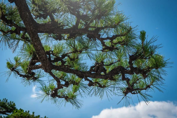 Hoja Verde Sobre Fondo Azul Del Cielo Con Luz Solar — Foto de Stock