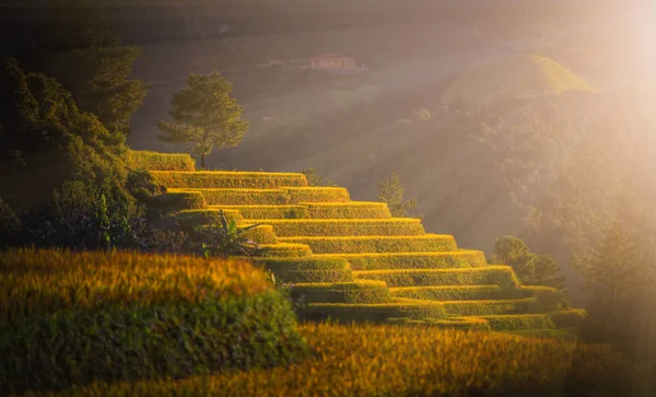 Reisfelder Auf Terrassen Mit Kiefern Bei Sonnenuntergang Cang Chai Yenbai — Stockfoto