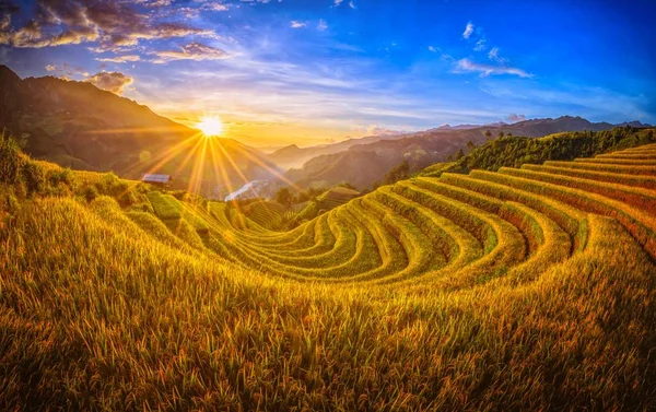 Reisfelder Auf Terrassen Mit Holzpavillon Bei Sonnenuntergang Cang Chai Yenbai — Stockfoto