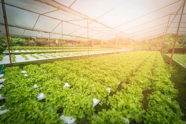 Tayland Daki Çiftlikte Yeşil Hidroponik Organik Salata Seçici Odak — Stok fotoğraf