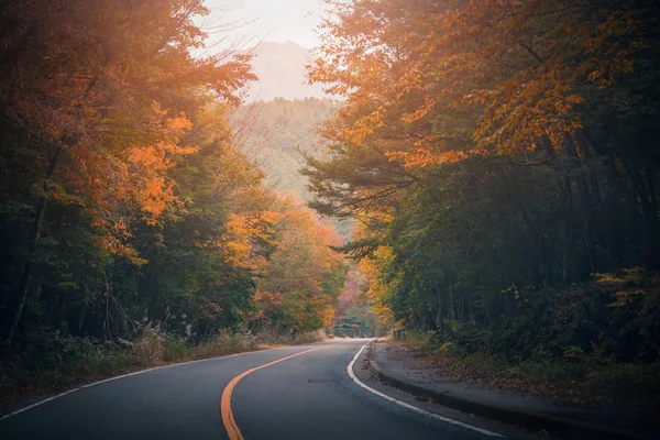 Дорога Між Деревами Осіннім Листям — стокове фото