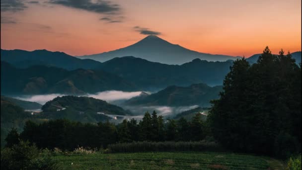 Fuji Green Tea Field Sunrise Shizuoka Japan — Stock Video