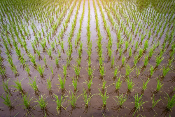 Riz Rizière Coucher Soleil — Photo