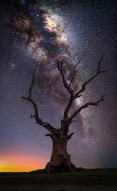 Siluet ölü büyük ağaç gündoğumu, Samanyolu ile tepede.