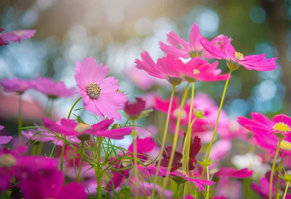 Cosmos Flowers Garden Sunlight Vintage Tone — Stock Photo, Image