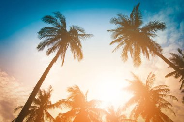 Gün batımında sahilde siluet hindistan cevizi palmiyeleri. Klasik ton.