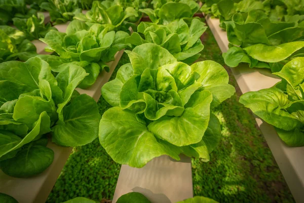 Πράσινο Υδροπονικό Οργανικό Λαχανικό Σαλάτας Αγρόκτημα Ταϊλάνδη Επιλεκτική Εστίαση — Φωτογραφία Αρχείου
