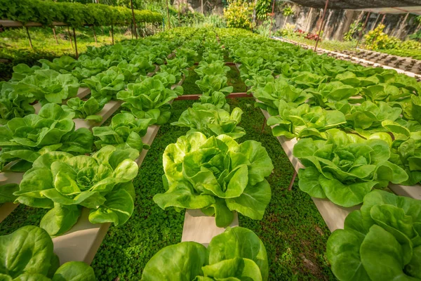 Ensalada Ecológica Hidropónica Verde Vegetal Granja Tailandia Enfoque Selectivo —  Fotos de Stock