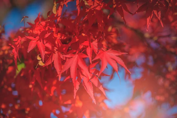 Осенний Красный Желтый Японский Кленовый Лист Саду Солнечным Светом — стоковое фото
