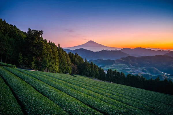 Fuji Mit Grünem Teefeld Bei Sonnenaufgang Shizuoka Japan — Stockfoto