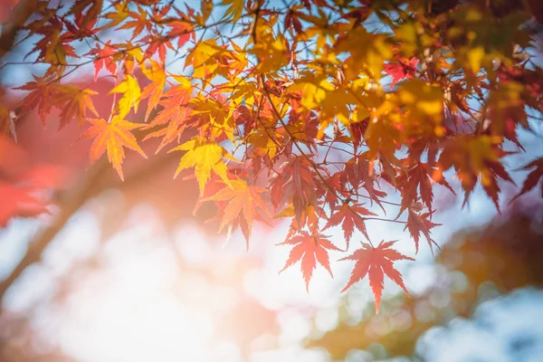 Outono Vermelho Amarelo Japonês Folha Bordo Jardim Com Luz Solar — Fotografia de Stock