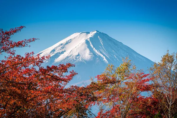 Fuji Sonbahar Yaprakları Gündüz Fujikawaguchiko Japonya Mavi Gökyüzü Zemin Üzerine — Stok fotoğraf