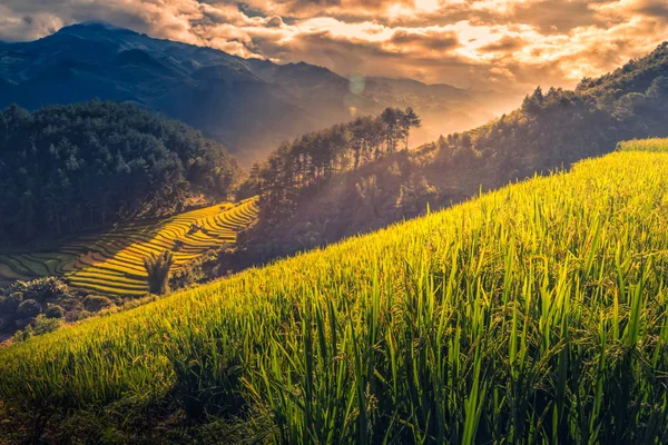 Rýžových polí na řadové s dřevěný pavilon při východu slunce v Mu Cang Chai, Yenbai, Vietnam. — Stock fotografie