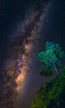 Ağacın üzerinde Samanyolu Galaksisi 'yle manzara. Yıldızlı gece gökyüzü. Uzun pozlama fotoğrafı.