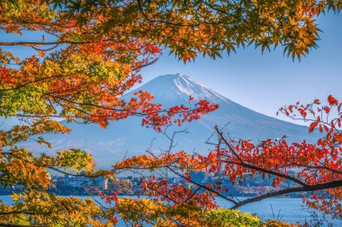Mt. Fuji sonbahar yaprakları gündüz Fujikawaguchiko, Japonya'da, mavi gökyüzü zemin üzerine.