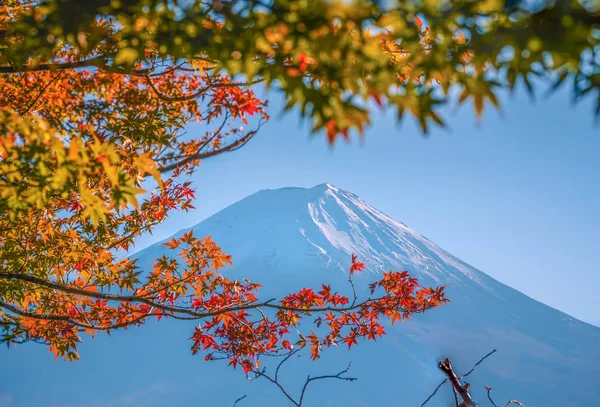 Mt. Fuji on blue sky background with autumn foliage at daytime in Fujikawaguchiko, Japan. — Stock Photo, Image