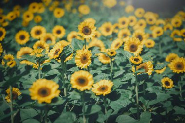 Tarlada güneş ışığı olan ayçiçekleri. Seçime odaklan. Klasik ton