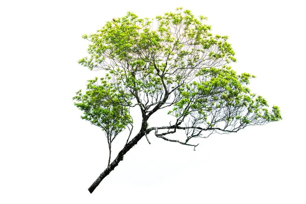 Árvore Isolada Sobre Fundo Branco Caminho Recorte Incluído — Fotografia de Stock