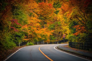 Sonbahar yapraklarıyla ağaçların arasından geçen yol.. 