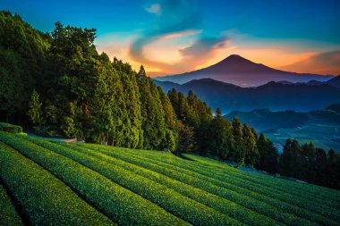 Mt. Shizuoka, Japonya 'da gün doğumunda yeşil çay tarlasıyla Fuji.