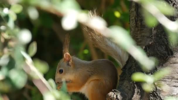 Mládě malé červené veverky skrývá ve větvích a jí ořech — Stock video
