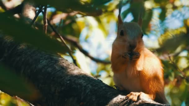 Welp van een kleine rode eekhoorn verbergt in takken en eet een moer — Stockvideo