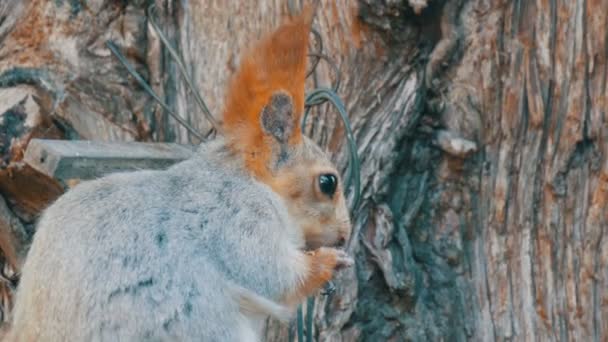 Una pequeña ardilla gris con una cola roja y orejas come nueces sobre un fondo de madera vista de cerca — Vídeo de stock
