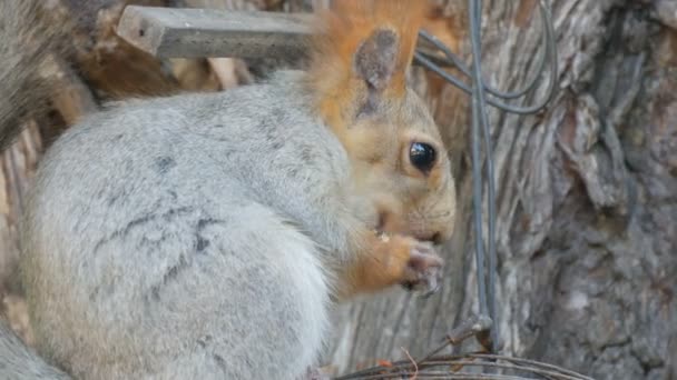 Una pequeña ardilla gris con una cola roja y orejas come nueces sobre un fondo de madera vista de cerca — Vídeos de Stock