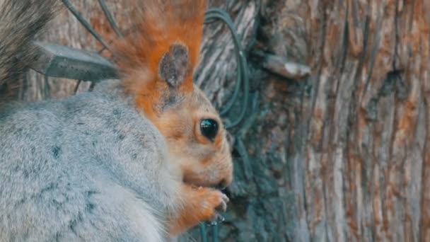 Een kleine grijze eekhoorn met een rode staart en oren eet noten op een houten achtergrond sluiten van weergave — Stockvideo