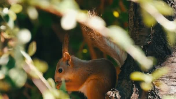 Junges rotes Eichhörnchen versteckt sich in Ästen und frisst eine Nuss — Stockvideo