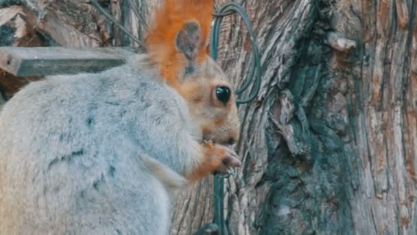 Un piccolo scoiattolo grigio con una coda rossa e orecchie mangia noci su uno sfondo di legno vista da vicino — Video Stock
