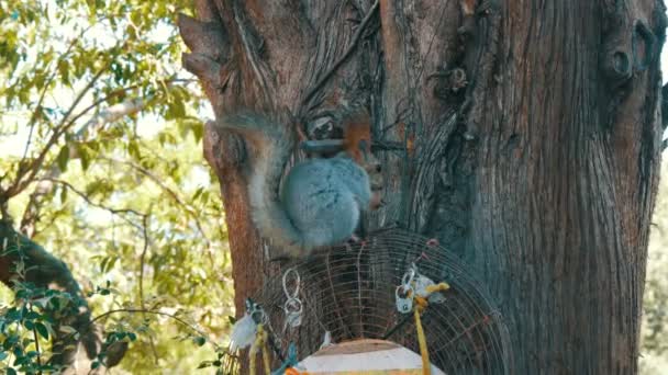Un petit écureuil gris avec une queue et des oreilles rouges mange des noix sur un fond de bois — Video
