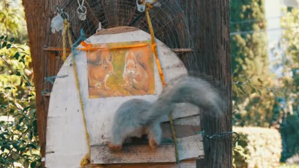 Ο σκίουρος έρχεται στο σπίτι για τη μερίδα του φαγητού με ξηρούς καρπούς — Αρχείο Βίντεο