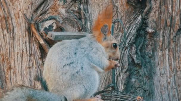 Un piccolo scoiattolo grigio con una coda rossa e orecchie mangia noci su uno sfondo di legno — Video Stock