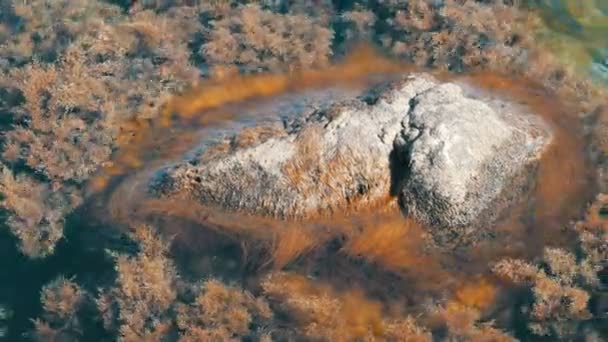 다양 한 조류에 바다에 아름 다운 오래 된 큰 돌 — 비디오
