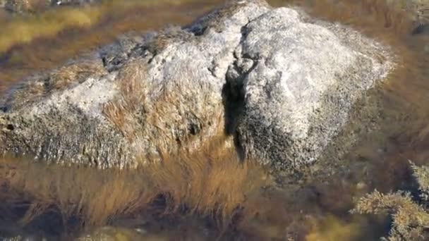 Beautiful old big stones in clear sea shrouded in various algae — Stock Video