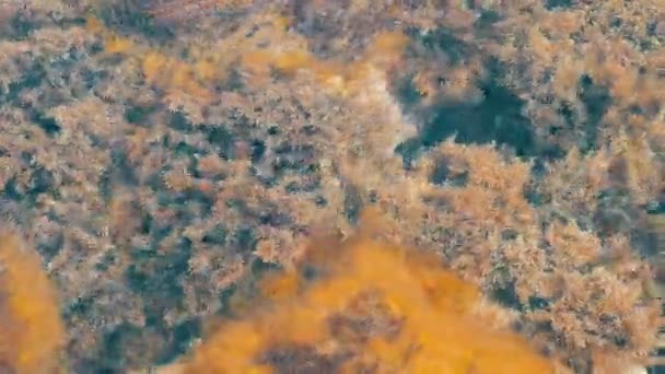 Beautiful old clear sea shrouded in various algae — Stock Video