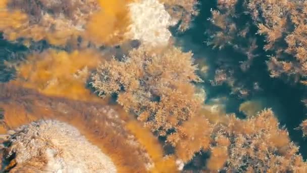 Belles vieilles grosses pierres dans la mer claire enveloppé dans diverses algues — Video