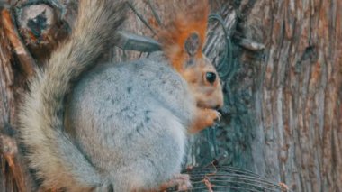 Kırmızı kuyruk ve kulakları ile küçük bir gri sincaplar fındık ahşap arka plan üzerinde yakın görünümü kadar yer