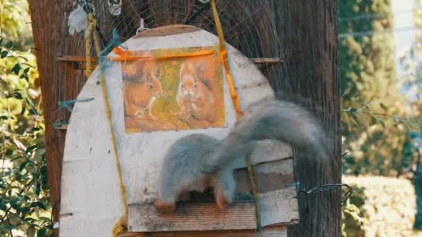 Lo scoiattolo entra in casa per porzione di cibo con noci — Video Stock