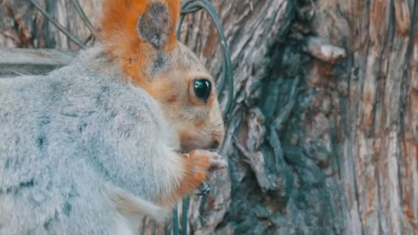 Una pequeña ardilla gris con una cola roja y orejas come nueces sobre un fondo de madera vista de cerca — Vídeo de stock