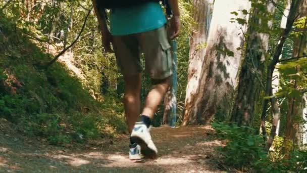 Mladí turistické muž přichází s batohem na zádech po horské stezce lesem — Stock video
