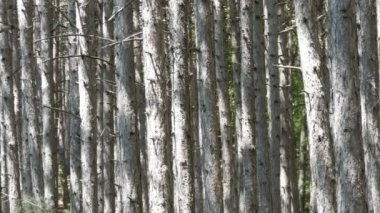 Güzel dağ orman. Çam ağaçlarının dağlarda düzgün gövdeleri