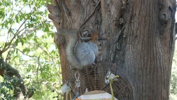 Una pequeña ardilla gris con una cola roja y orejas come nueces sobre un fondo de madera — Vídeos de Stock