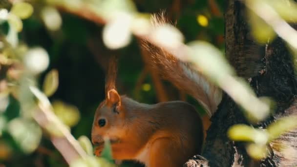 Welp van een kleine rode eekhoorn verbergt in takken en eet een moer — Stockvideo