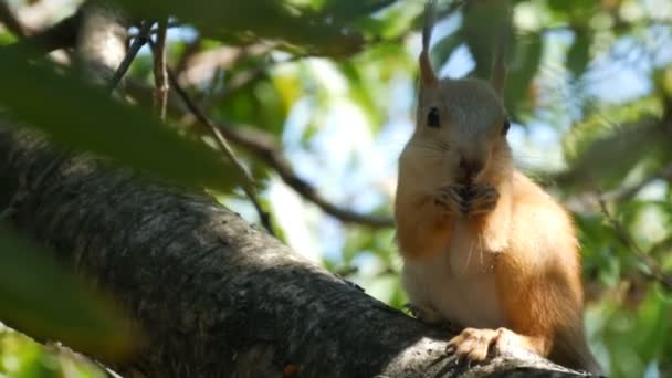 Il cucciolo di un piccolo scoiattolo rosso si nasconde in rami e mangia una noce — Video Stock