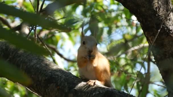 Le petit d'un petit écureuil roux se cache dans les branches et mange une noix — Video