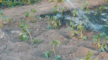 Bitkilerde Bahçe jet su dökülen